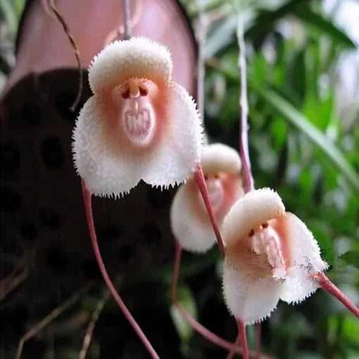 monkey face flower seeds