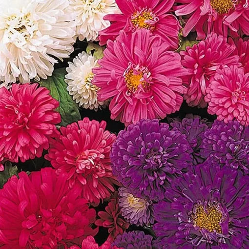 callistephus dwarf flower seeds