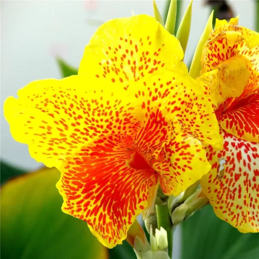 canna flower flower seeds