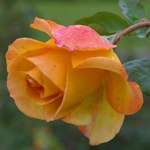 yellow yellow flower seeds