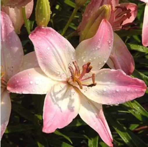 white pink flower seeds