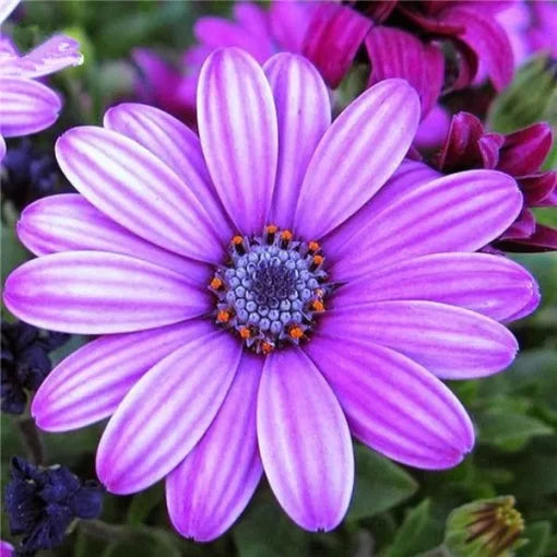 white purple flower seeds