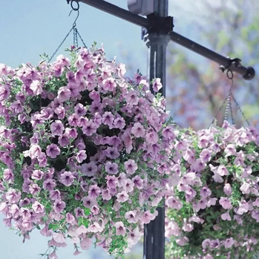 petunia balcony flower seeds