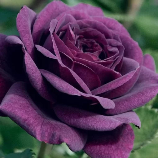 purple purple flower seeds
