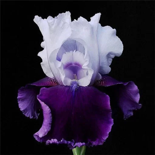 pink iris flower seeds