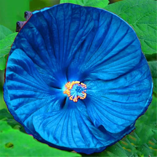 hibiscus moscheutos flower seeds