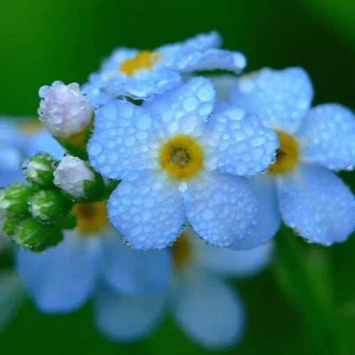 blue myosotis flower seeds