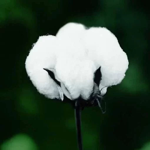 blue flame flower seeds