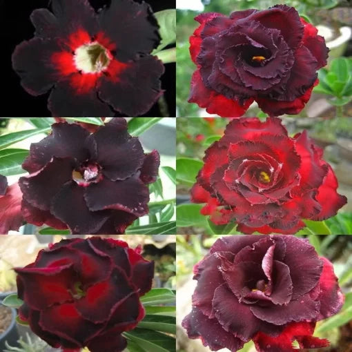 black brown flower seeds