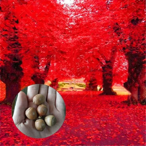 red american flower seeds