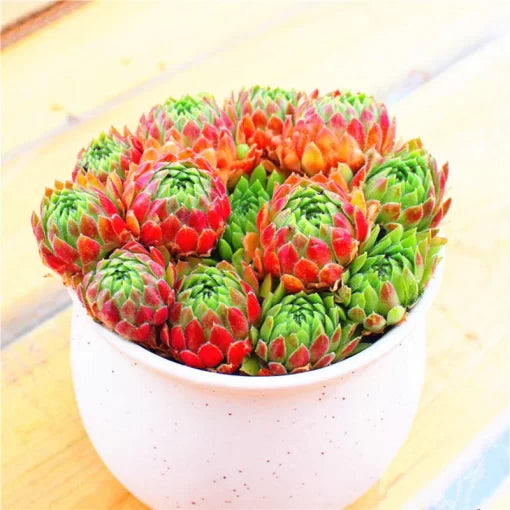 chrysanthemum cosmos flower seeds