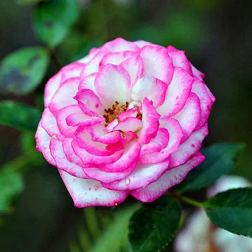white edge flower seeds