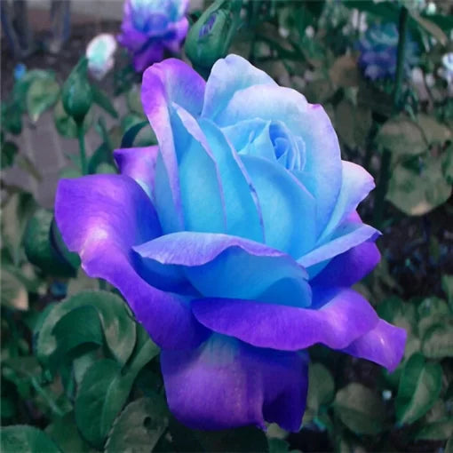 purple purple flower seeds