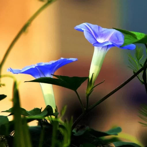 blue picotee flower seeds