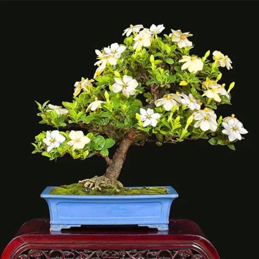 white gardenia flower seeds