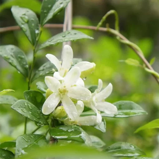 jasmine flower flower seeds