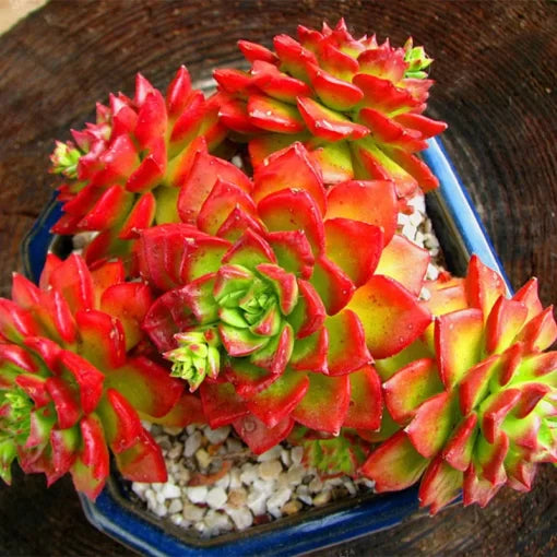 sedeveria letizia flower seeds