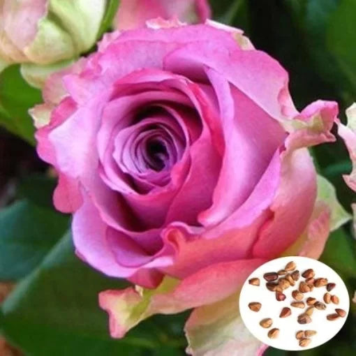 purple red flower seeds