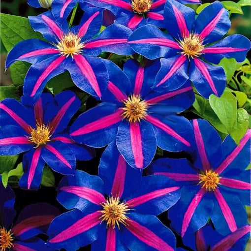 climbing clematis flower seeds