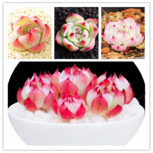 echeveria succulent flower seeds