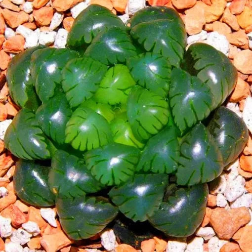 lotus lithops flower seeds