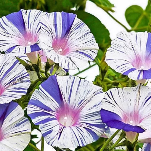 blue blue flower seeds