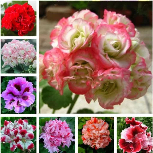 geranium flower flower seeds