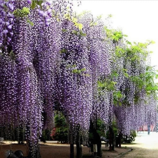 purple wisteria flower seeds