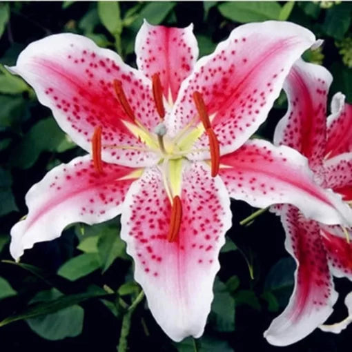 red lily flower seeds