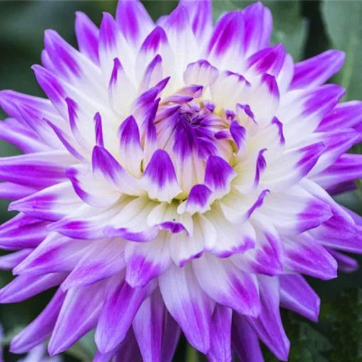 purple giant flower seeds