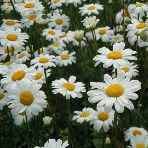 pyrethrum flower flower seeds