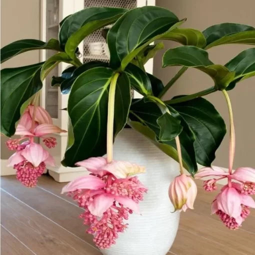 pink medinilla flower seeds