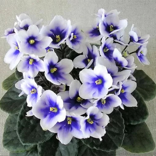 violet violet flower seeds