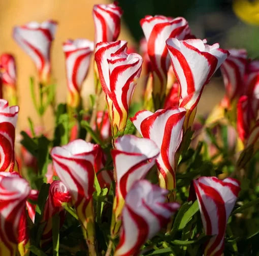red white flower seeds