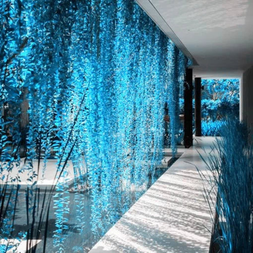 blue pearl flower seeds