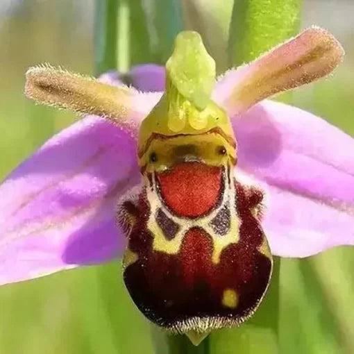 orchid flower flower seeds