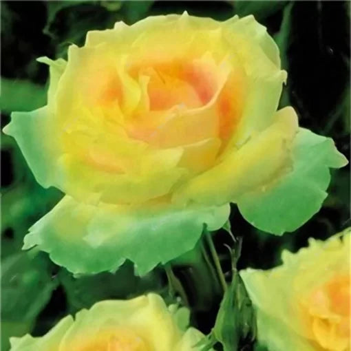 garden rose flower seeds