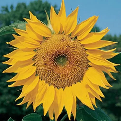red yellow flower seeds
