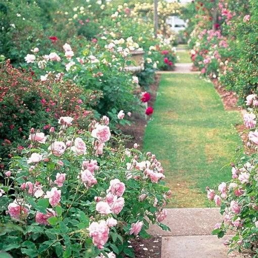 climbing rose flower seeds
