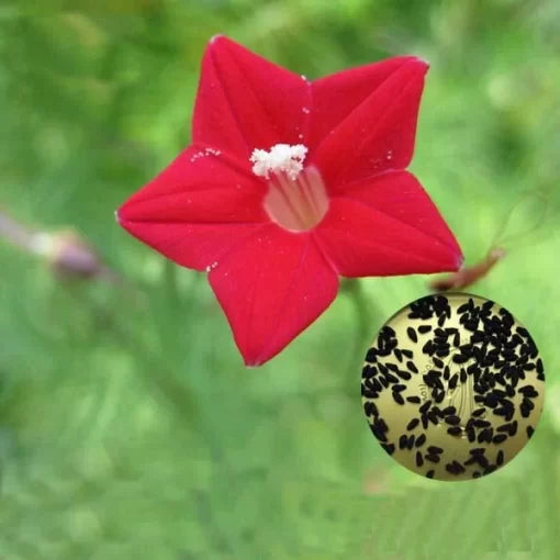 red white flower seeds