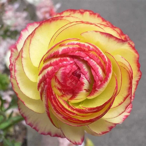 ranunculus flower flower seeds