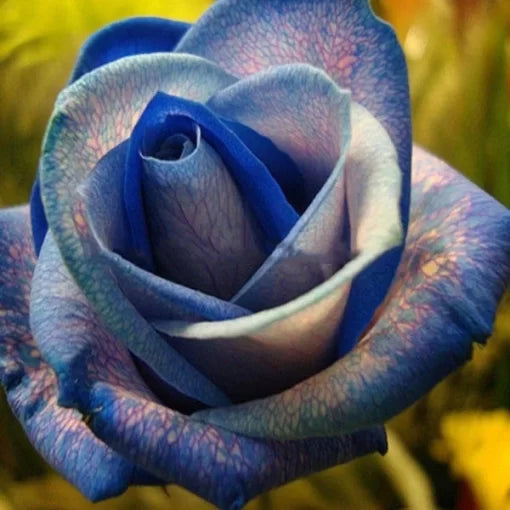 gladiolus flower flower seeds