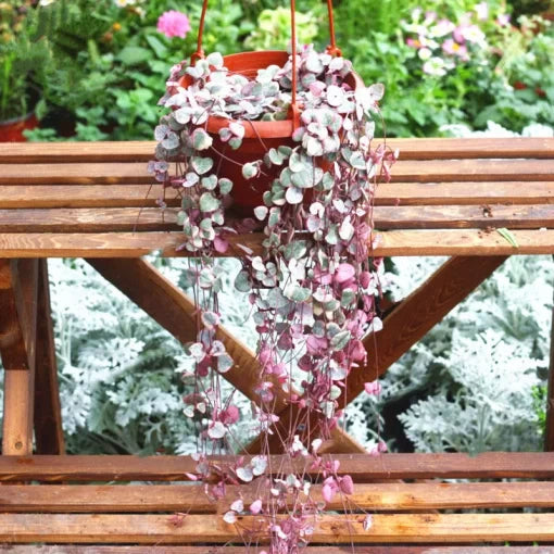 dancing girl flower seeds
