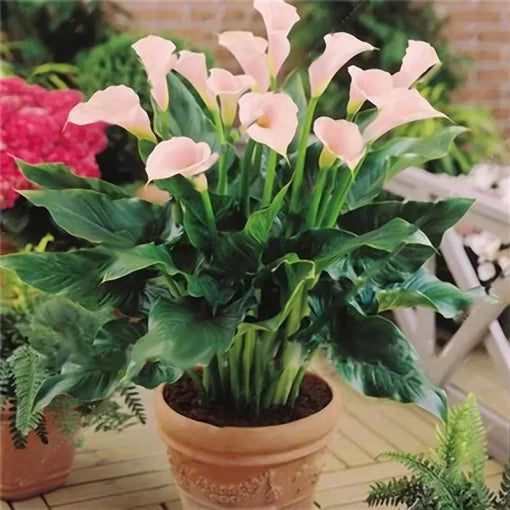 calla lily flower seeds