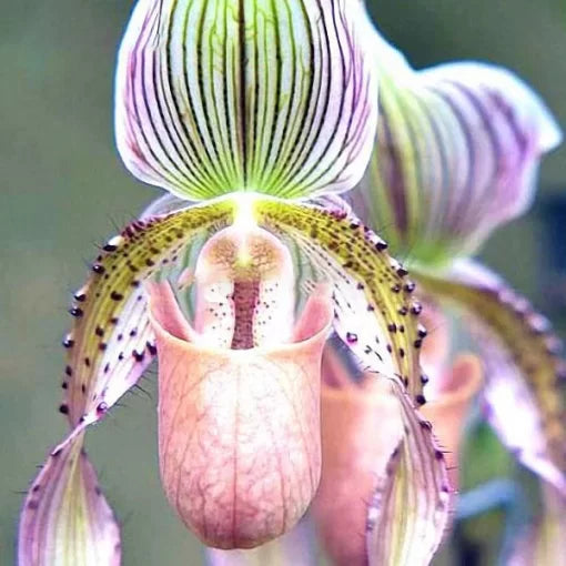 rare orchid flower seeds