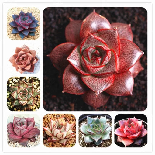 echeveria purpusorum flower seeds