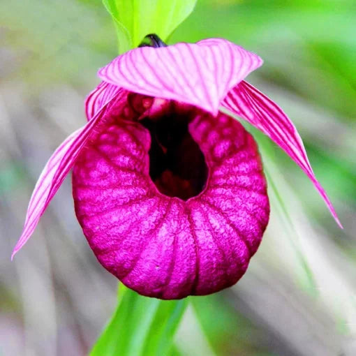 large flower flower seeds