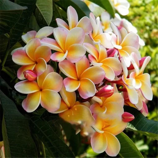 plumeria frangipani flower seeds