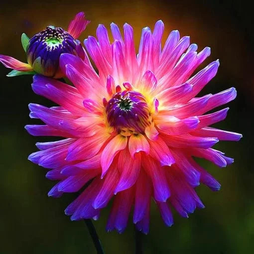 rainbow chinese flower seeds