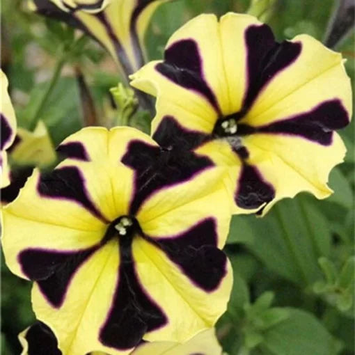 petunia bonsai flower seeds